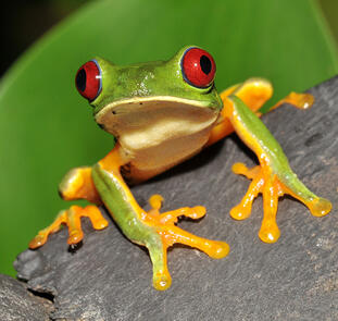 Costa Rica und Nicaragua - Naturschätze und Kulturerbe