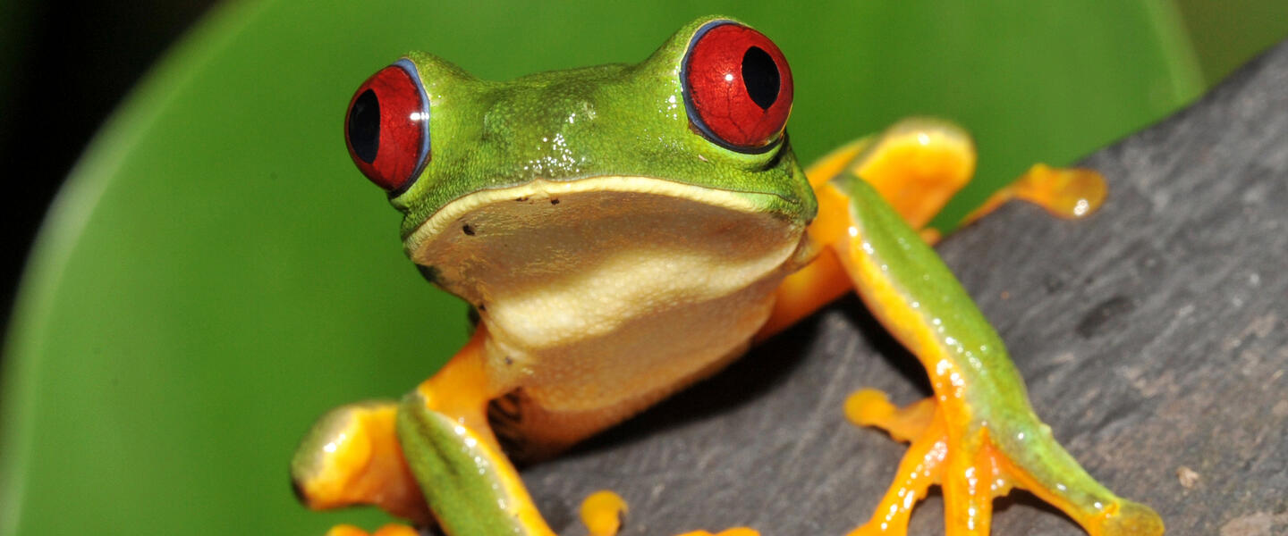 Costa Rica und Nicaragua