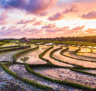 Indonesiens grüne Schätze - von West nach Ost Indonesiens grüne Schätze - von West nach Ost