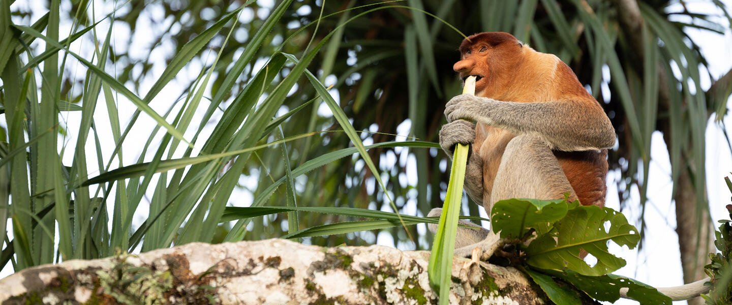 Multikulturelles Malaysia und Borneo