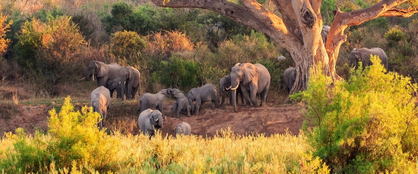 Rooibos Rhapsodie - Teezeit in Südafrika Rooibos Rhapsodie - Teezeit in Südafrika