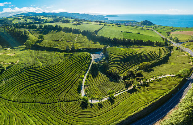 Teezauber auf den Azoren: Naturwunder und Teegenuss