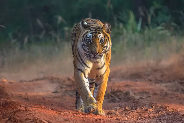 Indien - wo die wilden Tiere wohnen