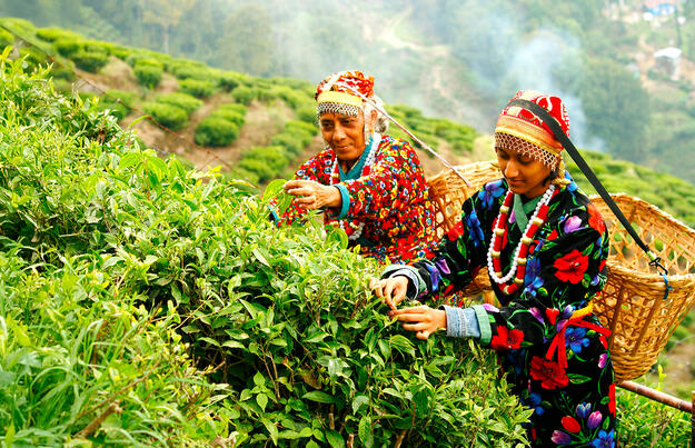 Indien - Tea Time in Assam, Darjeeling und Sikkim