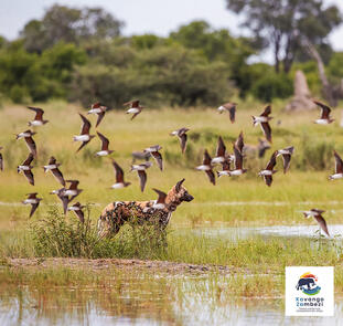 Botswana und Simbabwe - donnernder Rauch und Okavango-Delta