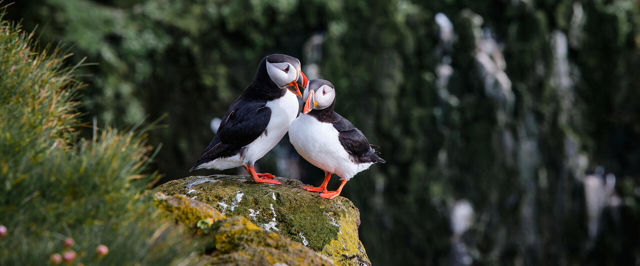 Magie der Westfjorde - Naturwunder am Rande der Welt