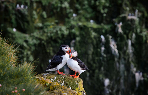 Magie der Westfjorde - Naturwunder am Rande der Welt Magie der Westfjorde - Naturwunder am Rande der Welt