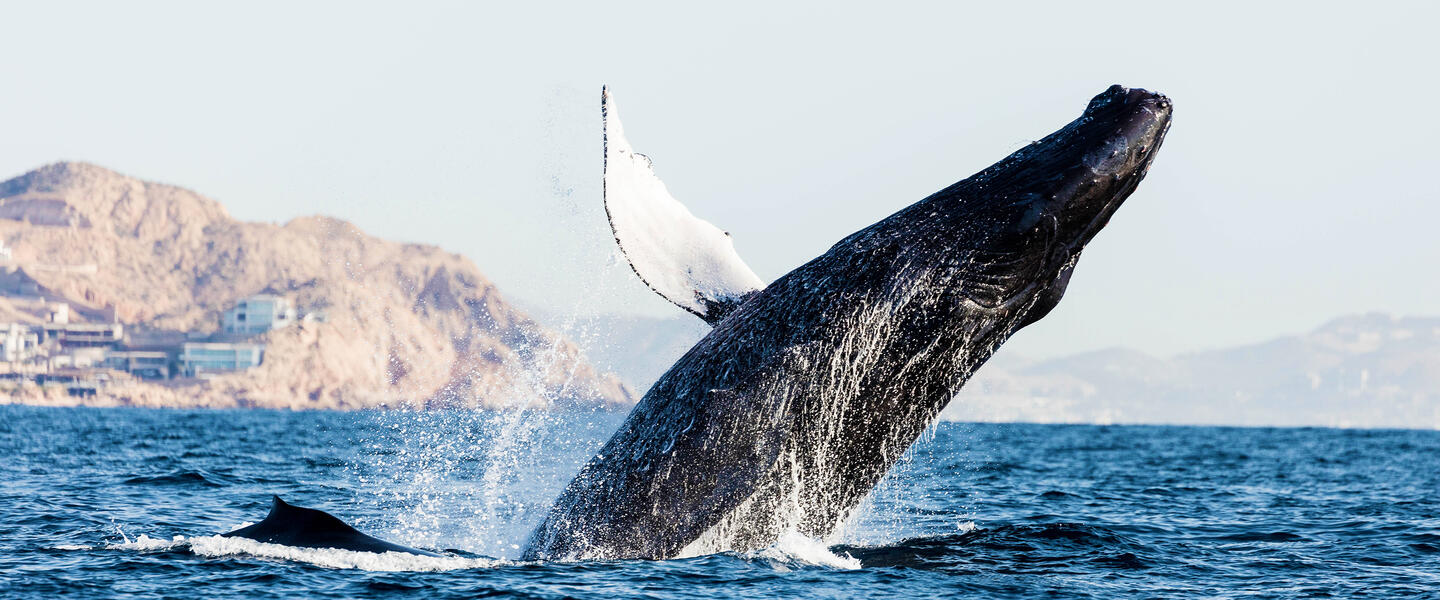 Baja California Sur - unbekanntes Naturparadies