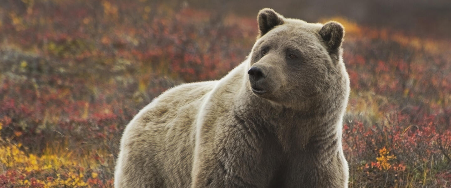 Glanzlichter Alaska und Yukon