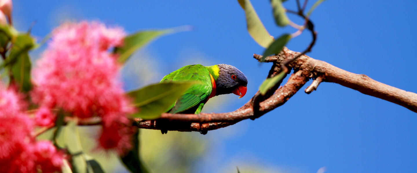 Umfassendes Australien