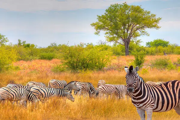 Einzigartiges Namibia