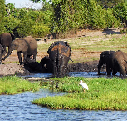 Victoria Falls und Chobe Nationalpark