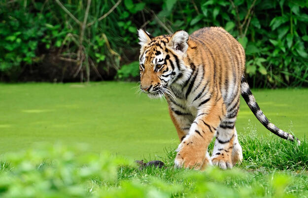 Taj Mahal und Tigerpirsch