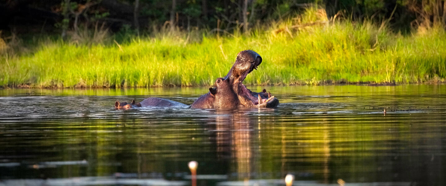 Wildes Herz Afrikas - Botswana und Simbabwe