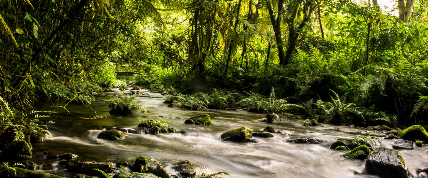 Uganda - im Land der Berggorillas privat